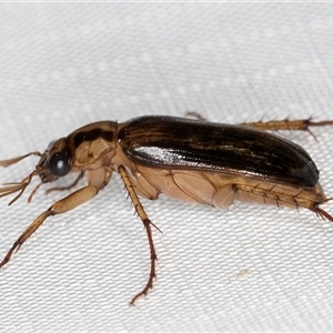 Telura sp. (genus) at Melba, ACT - 6 Jan 2025