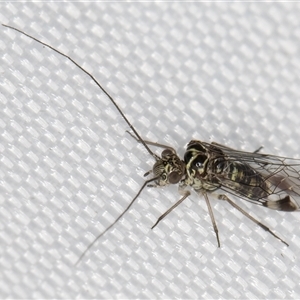 Psocodea 'Psocoptera' sp. (order) (Unidentified plant louse) at Melba, ACT by kasiaaus