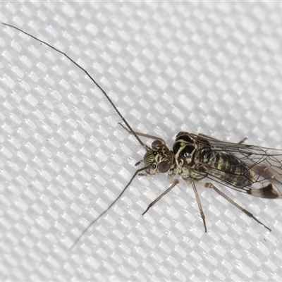 Psocodea 'Psocoptera' sp. (order) (Unidentified plant louse) at Melba, ACT - 6 Jan 2025 by kasiaaus