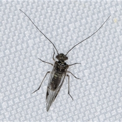 Psocodea 'Psocoptera' sp. (order) at Melba, ACT - 6 Jan 2025