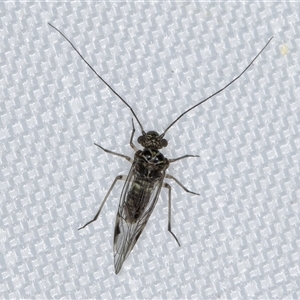 Psocodea 'Psocoptera' sp. (order) at Melba, ACT - 6 Jan 2025