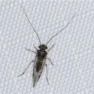 Psocodea 'Psocoptera' sp. (order) at Melba, ACT - 6 Jan 2025