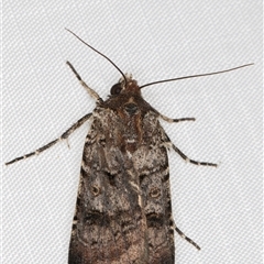 Agrotis porphyricollis (Variable Cutworm) at Melba, ACT - 6 Jan 2025 by kasiaaus