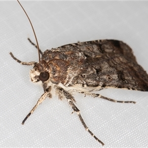 Agrotis porphyricollis at Melba, ACT - 6 Jan 2025 10:14 PM