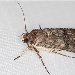 Agrotis porphyricollis at Melba, ACT - 6 Jan 2025 10:14 PM