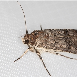 Agrotis porphyricollis at Melba, ACT - 6 Jan 2025 10:14 PM