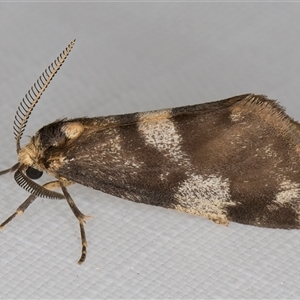 Anestia semiochrea (Marbled Footman) at Melba, ACT by kasiaaus