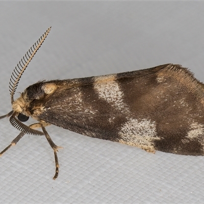 Anestia semiochrea (Marbled Footman) at Melba, ACT - 6 Jan 2025 by kasiaaus