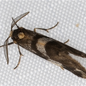 Anestia semiochrea at Melba, ACT - 6 Jan 2025 11:00 PM