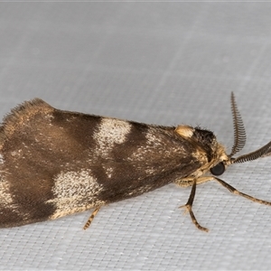 Anestia semiochrea at Melba, ACT - 6 Jan 2025 11:00 PM