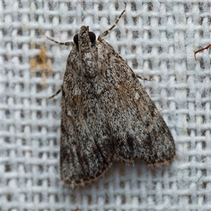 Spectrotrota fimbrialis (A Pyralid moth) at Harrison, ACT by DPRees125