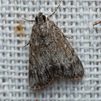 Spectrotrota fimbrialis (A Pyralid moth) at Harrison, ACT - 6 Jan 2025 by DPRees125