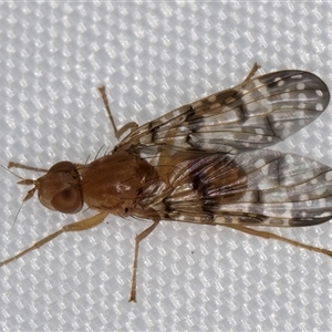 Cardiacera sp. (genus) (Scarab Fly) at Melba, ACT by kasiaaus