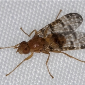 Cardiacera sp. (genus) at Melba, ACT - 6 Jan 2025 10:57 PM