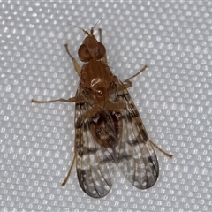 Cardiacera sp. (genus) at Melba, ACT - 6 Jan 2025 10:57 PM