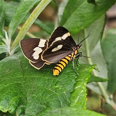 Nyctemera amicus (Senecio Moth, Magpie Moth, Cineraria Moth) at Braidwood, NSW - 7 Jan 2025 by MatthewFrawley