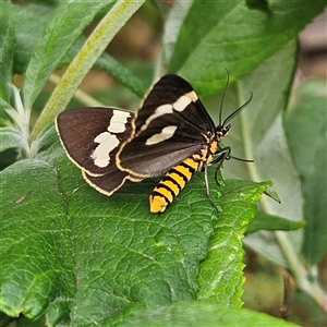 Nyctemera amicus (Senecio Moth, Magpie Moth, Cineraria Moth) at Braidwood, NSW by MatthewFrawley