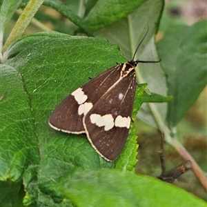 Nyctemera amicus at Braidwood, NSW - 7 Jan 2025