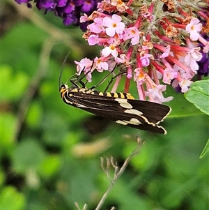 Nyctemera amicus at Braidwood, NSW - 7 Jan 2025