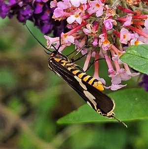 Nyctemera amicus at Braidwood, NSW - 7 Jan 2025