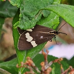 Nyctemera amicus at Braidwood, NSW - 7 Jan 2025