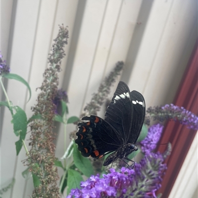 Papilio aegeus (Orchard Swallowtail, Large Citrus Butterfly) at Evatt, ACT - 6 Jan 2025 by LeahColebrook