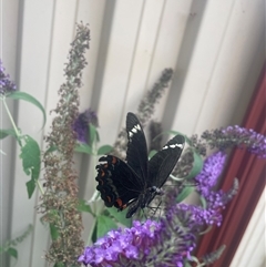 Papilio aegeus at Evatt, ACT - 6 Jan 2025 05:04 PM