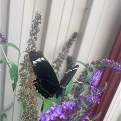 Papilio aegeus at Evatt, ACT - 6 Jan 2025 05:04 PM