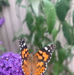 Vanessa kershawi (Australian Painted Lady) at Evatt, ACT by LeahColebrook