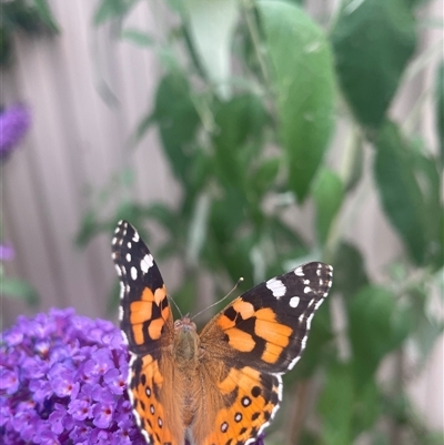 Vanessa kershawi (Australian Painted Lady) at Evatt, ACT - 6 Jan 2025 by LeahColebrook