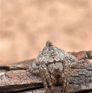 Dolophones sp. (genus) at Evatt, ACT - 7 Jan 2025 11:17 AM