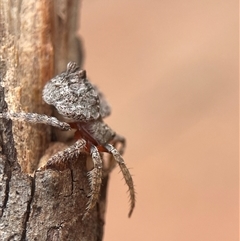 Dolophones sp. (genus) at Evatt, ACT - 7 Jan 2025 11:17 AM