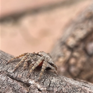 Dolophones sp. (genus) at Evatt, ACT - 7 Jan 2025 11:17 AM