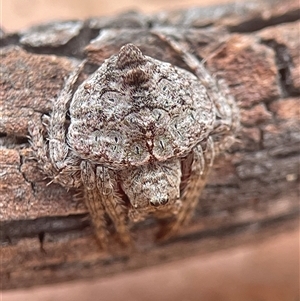 Dolophones sp. (genus) at Evatt, ACT - 7 Jan 2025 11:17 AM