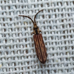 Adinolepis mathesonae (Cupedid beetle) at Harrison, ACT - 5 Jan 2025 by DPRees125