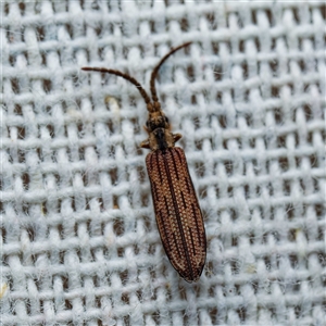 Adinolepis mathesonae (Cupedid beetle) at Harrison, ACT by DPRees125