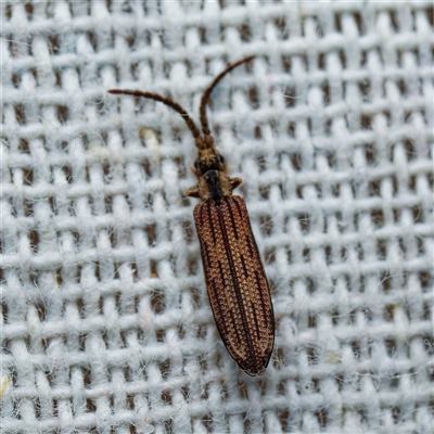 Adinolepis mathesonae (Reticulated beetle) at Harrison, ACT - 5 Jan 2025 by DPRees125