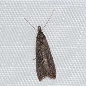 Schrankia capnophanes (A Noctuid moth (Hypenodinae) at Melba, ACT by kasiaaus