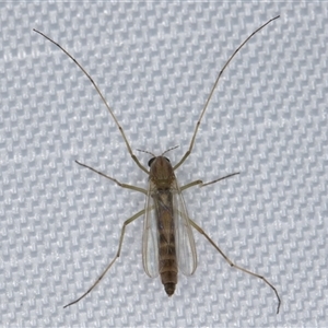 Chironomidae (family) (Non-biting Midge) at Melba, ACT by kasiaaus