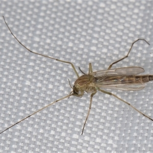 Chironomidae (family) at Melba, ACT - 6 Jan 2025