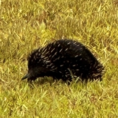 Tachyglossus aculeatus (Short-beaked Echidna) at Kangaroo Valley, NSW - 7 Jan 2025 by lbradley