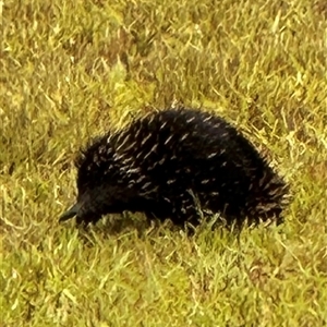 Tachyglossus aculeatus at Kangaroo Valley, NSW - suppressed