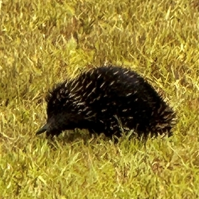 Tachyglossus aculeatus (Short-beaked Echidna) at Kangaroo Valley, NSW - 7 Jan 2025 by lbradley