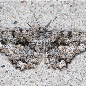 Unplaced externaria (Mahogany Bark Moth (formerly Hypomecis externaria)) at Melba, ACT by kasiaaus