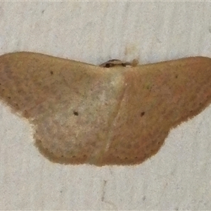 Scopula optivata (Varied Wave) at Wanniassa, ACT by JohnBundock