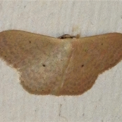 Scopula optivata (Varied Wave) at Wanniassa, ACT - 2 Jan 2025 by JohnBundock