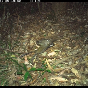 Psophodes olivaceus (Eastern Whipbird) at Lorne, NSW by Butlinz