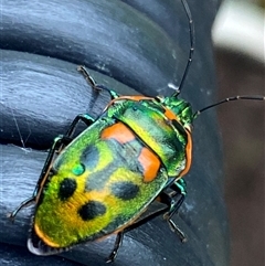 Scutiphora pedicellata (Metallic Jewel Bug) at Bonny Hills, NSW - 7 Jan 2025 by pls047