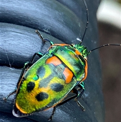 Scutiphora pedicellata (Metallic Jewel Bug) at Bonny Hills, NSW - 7 Jan 2025 by pls047