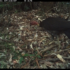 Alectura lathami (Australian Brush-turkey) at Lorne, NSW - 1 Jan 2025 by Butlinz